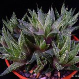 Haworthia guttata (non maraisii v. notabilis JAA) (available 8.5cm and 10.5cm Ø)